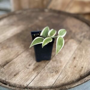 Vanilla Planifolia “Albo Variegata” 2.5″